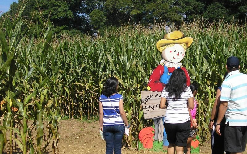 Uncle Shuck's Corn Maze and Pumpkin Patch, from its own website