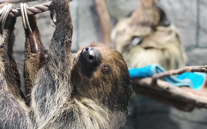 Wildlife Learning Center, from its own website