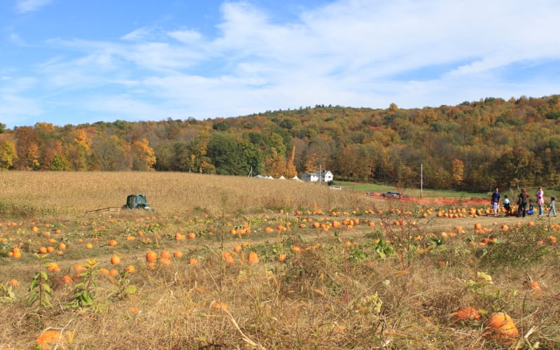Dykeman Farm, from its own website