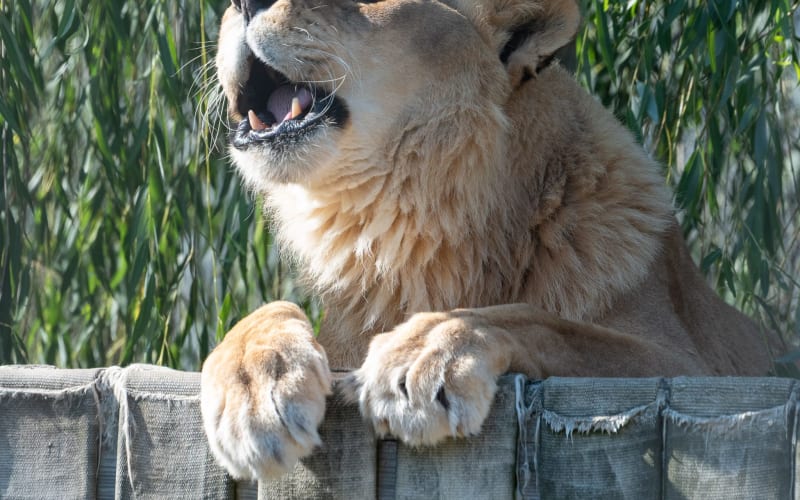 Animal Park at the Conservators Center, from its own website