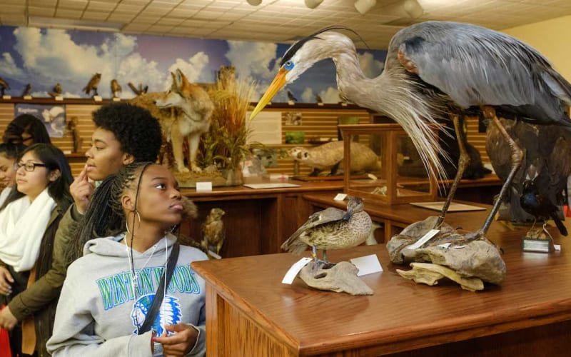 Hefner Museum of Natural History, from its own website