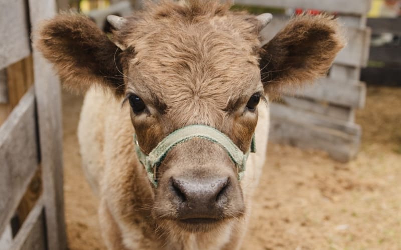 Tiny Hiney Farm, from its own website