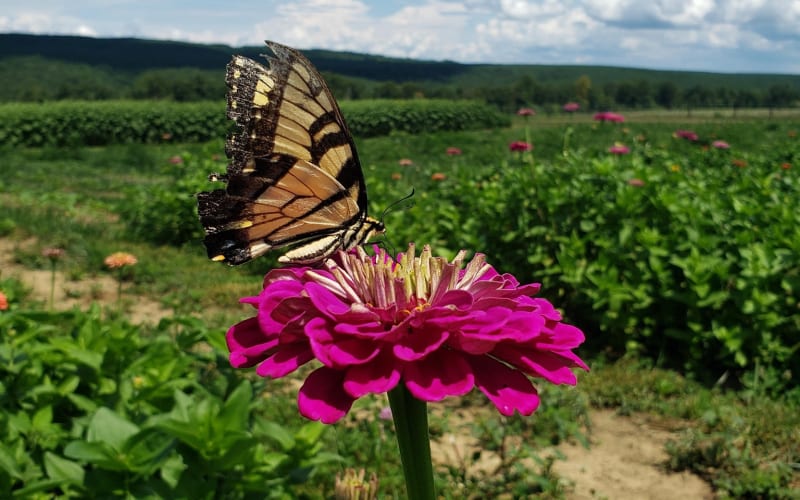 Flat Top Mountain Farm, from its own website