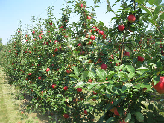 Whittier Fruit Farm, from its own website