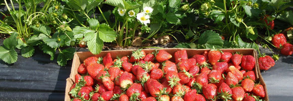 LCCL Strawberry Farm, from its own website