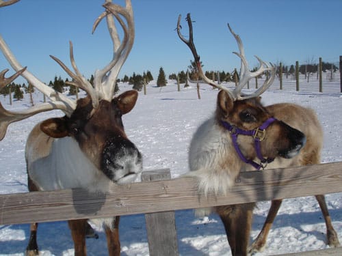 Hardy's Reindeer Ranch, from its own website