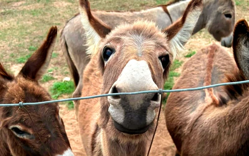 Calvary Farms, from its own website