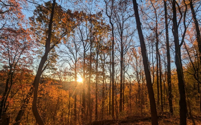 Natural Lands' Mariton Wildlife Sanctuary, from its own website