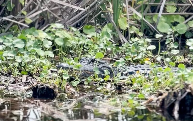 Florida Airboat Excursions, from its own website