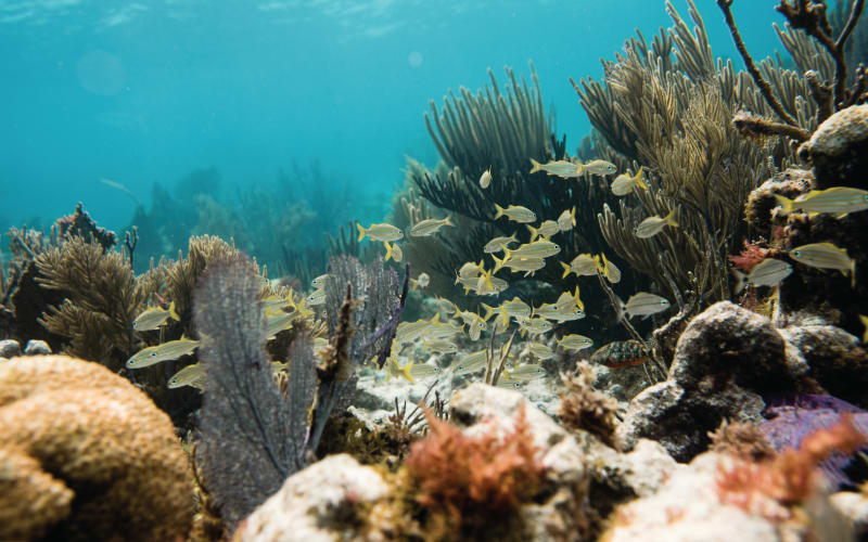 John Pennekamp Coral Reef State Park, from its own website