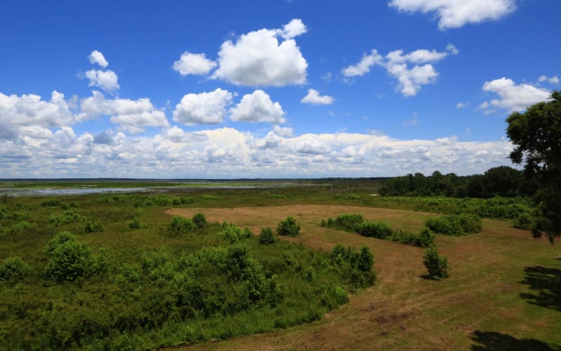 Paynes Prairie Preserve State Park, from its own website
