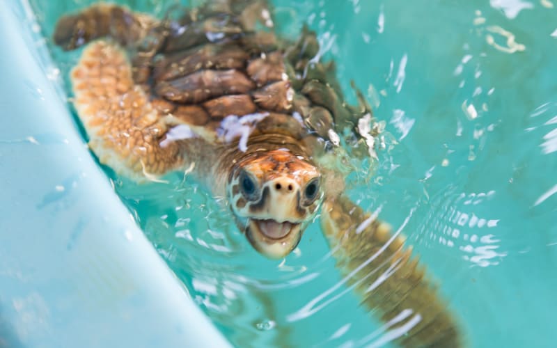 Georgia Sea Turtle Center, from its own website