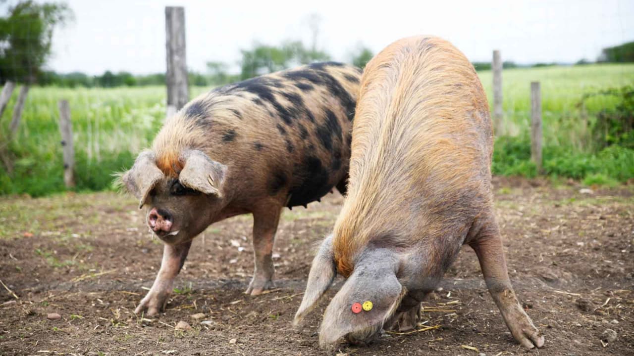 Hogshaw Farm & Wildlife Park in Buckingham