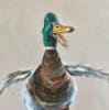 The Mad Duck Cafe logo