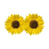 Moores Nurseries and Garden Centre Ltd logo