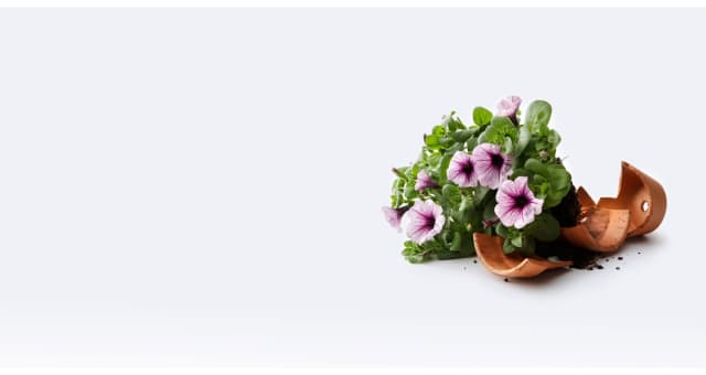 Dobbies Garden Centres — Year-round