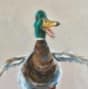 The Mad Duck Cafe