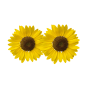 Moores Nurseries and Garden Centre Ltd