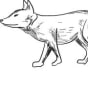 The Fox