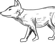 The Fox