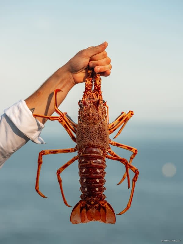 Spiny lobster held by a chef in front of the sea, Hôtel Les Roches