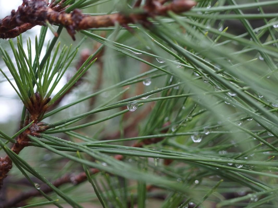 Aiguilles de pin sous la pluie dans l'enceinte du château de Nijo, à Kyoto