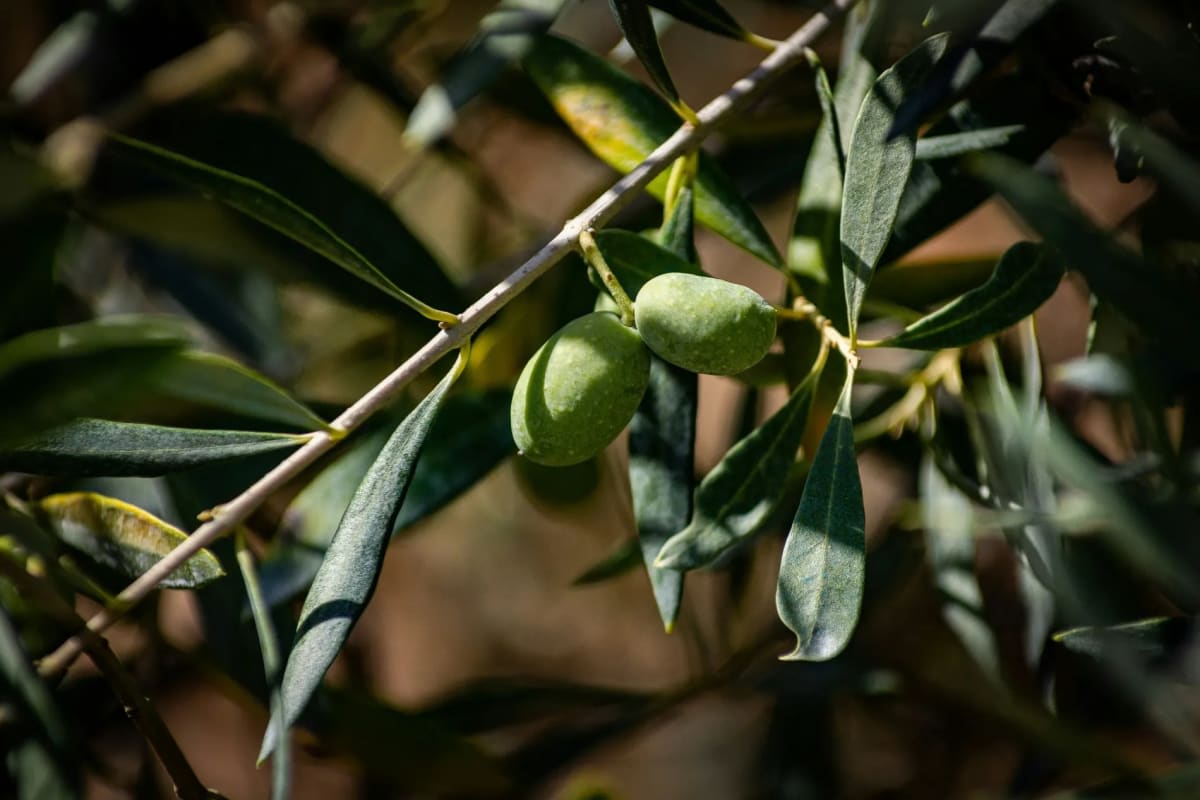 Azeitonas no pé de oliveira, na Creta