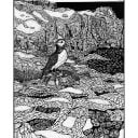 Guernsey | Puffin at Pleinmont Tower | Open Edition thumbnail 2