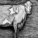 Guernsey Cow | Open Edition thumbnail 3
