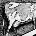 Guernsey Cow | Open Edition thumbnail 4