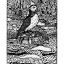 Puffin | Open Edition thumbnail 2