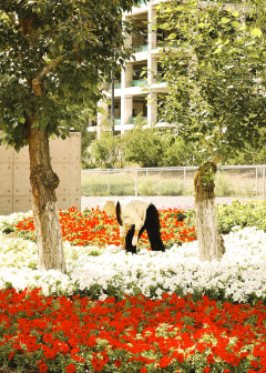 flower girl
