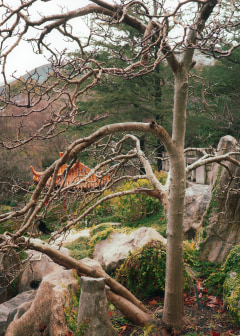 chinese garden