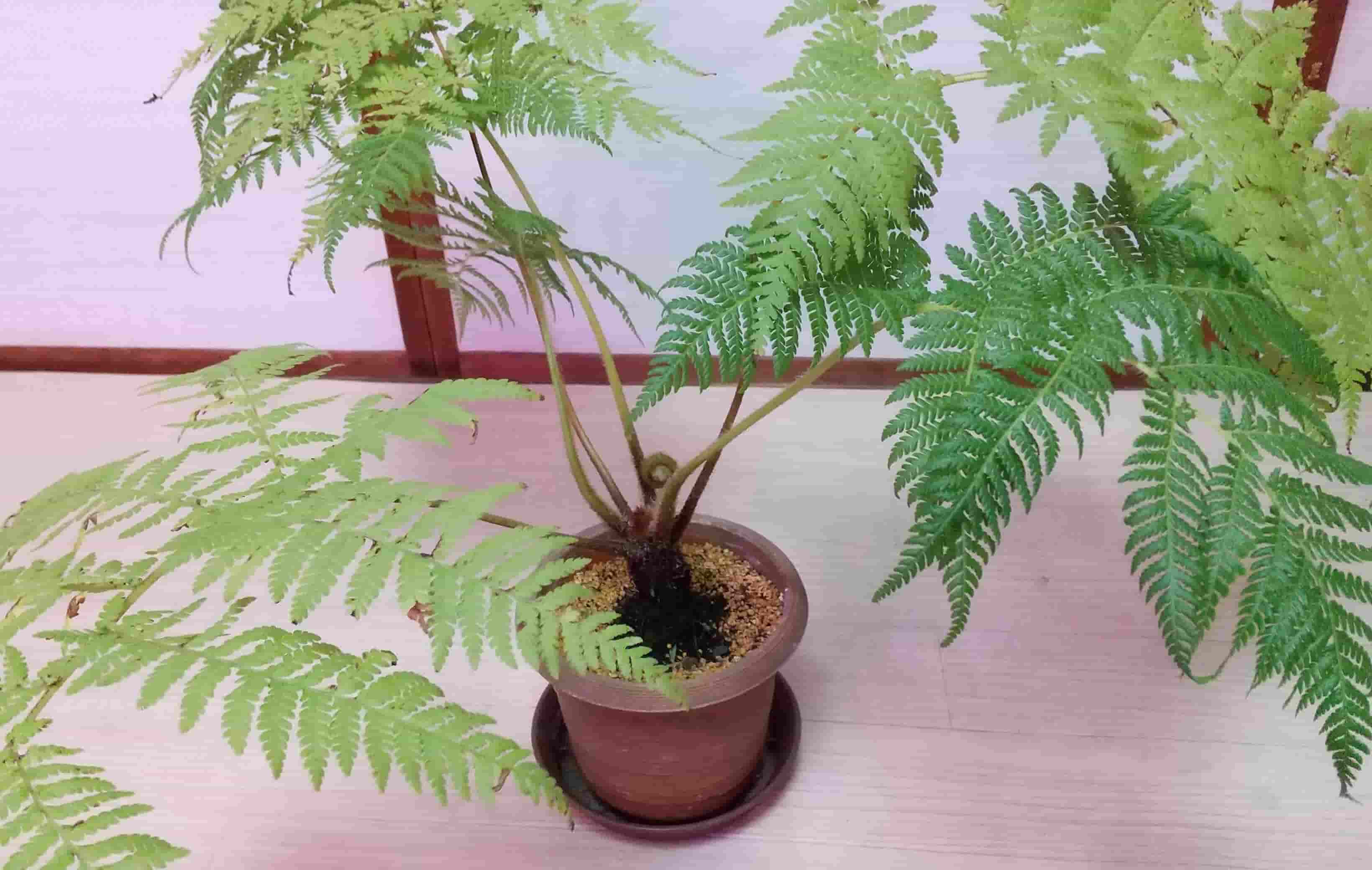 最高のコレクション シダ 植物 育て 方 64