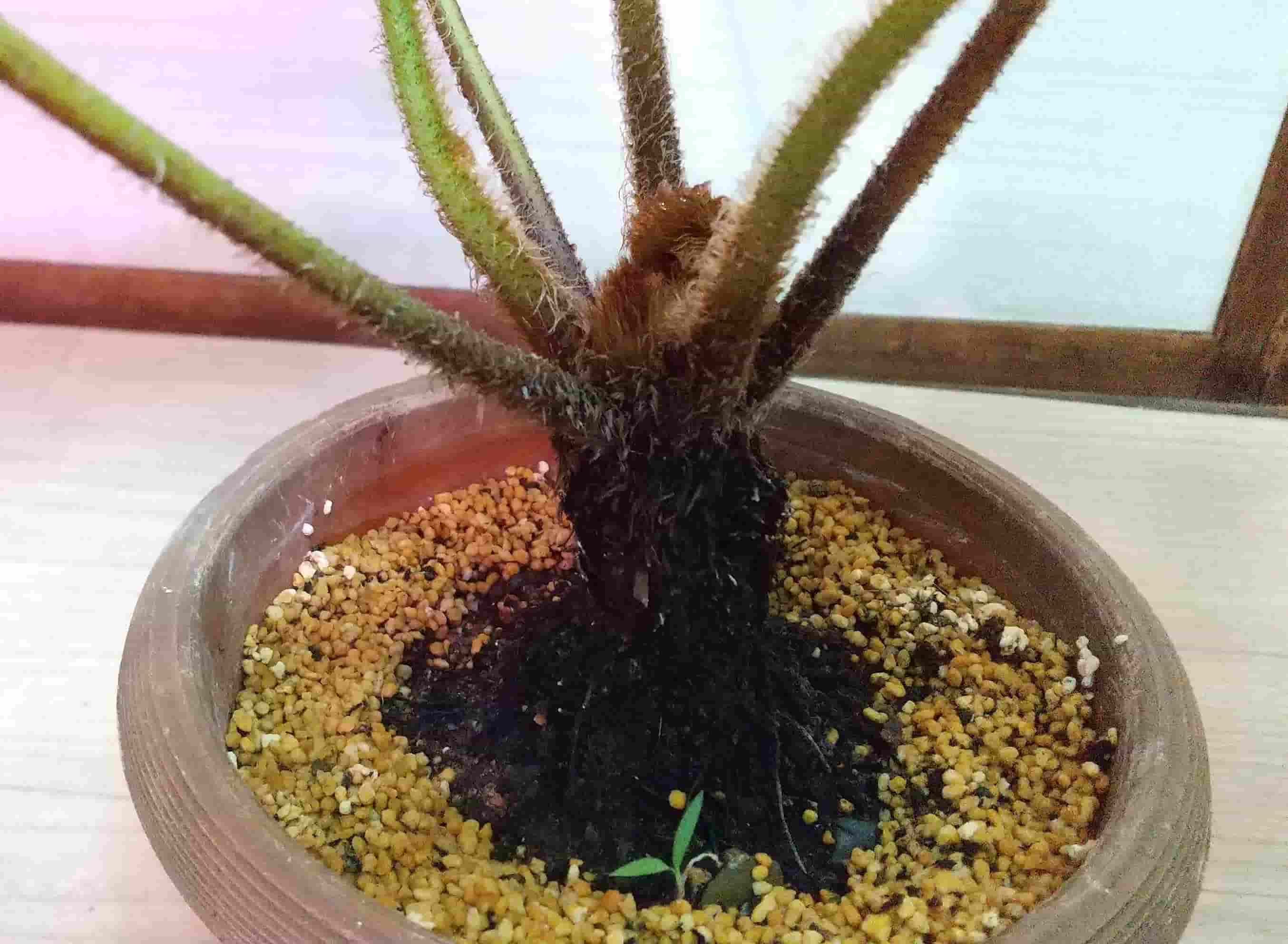 特大 ヒカゲヘゴ ヘゴ シダ 双頭 二株 - 植物/観葉植物