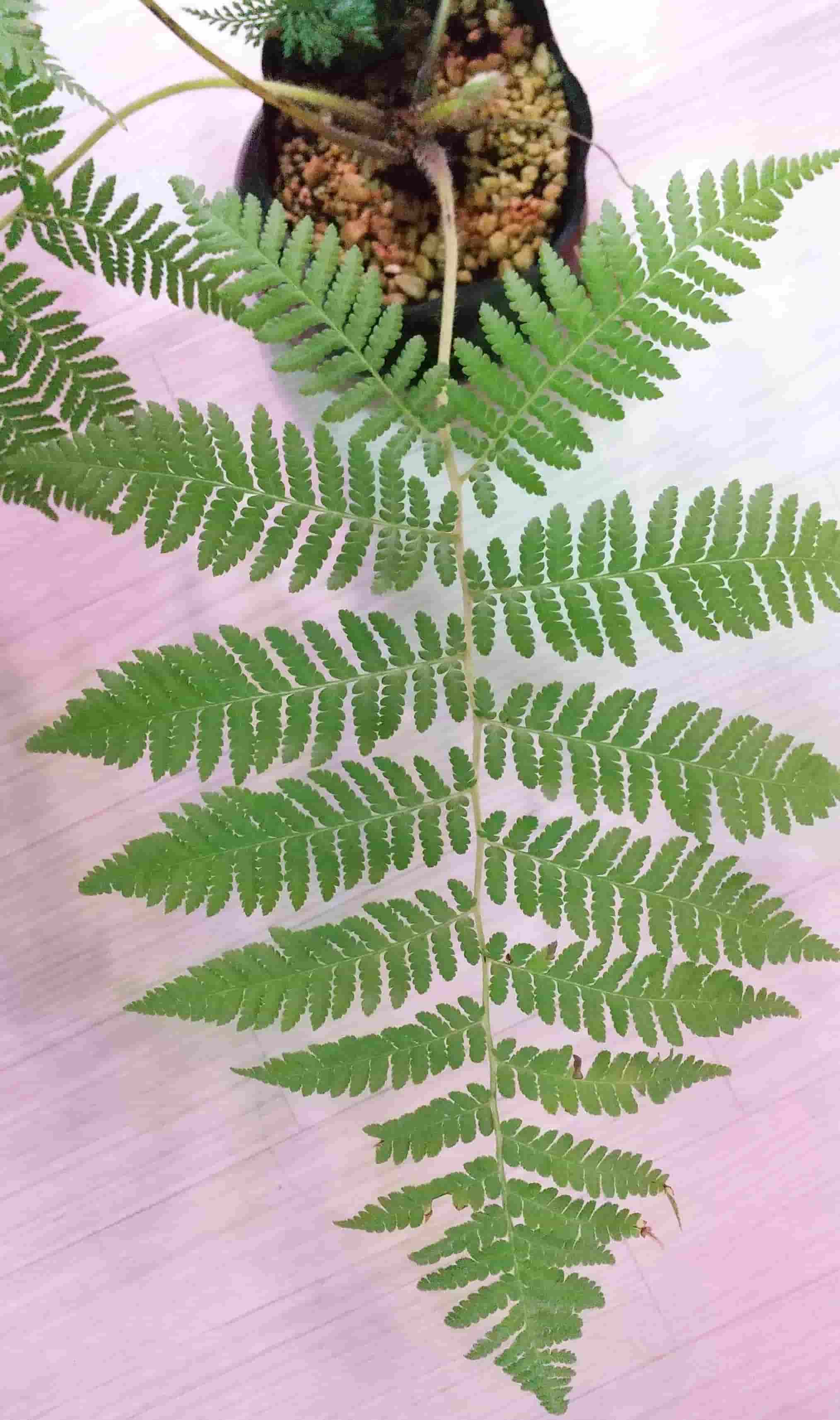 奄美市住用町めぐり④】 みなさん，巨大なシダ植物「ヒカゲヘゴ
