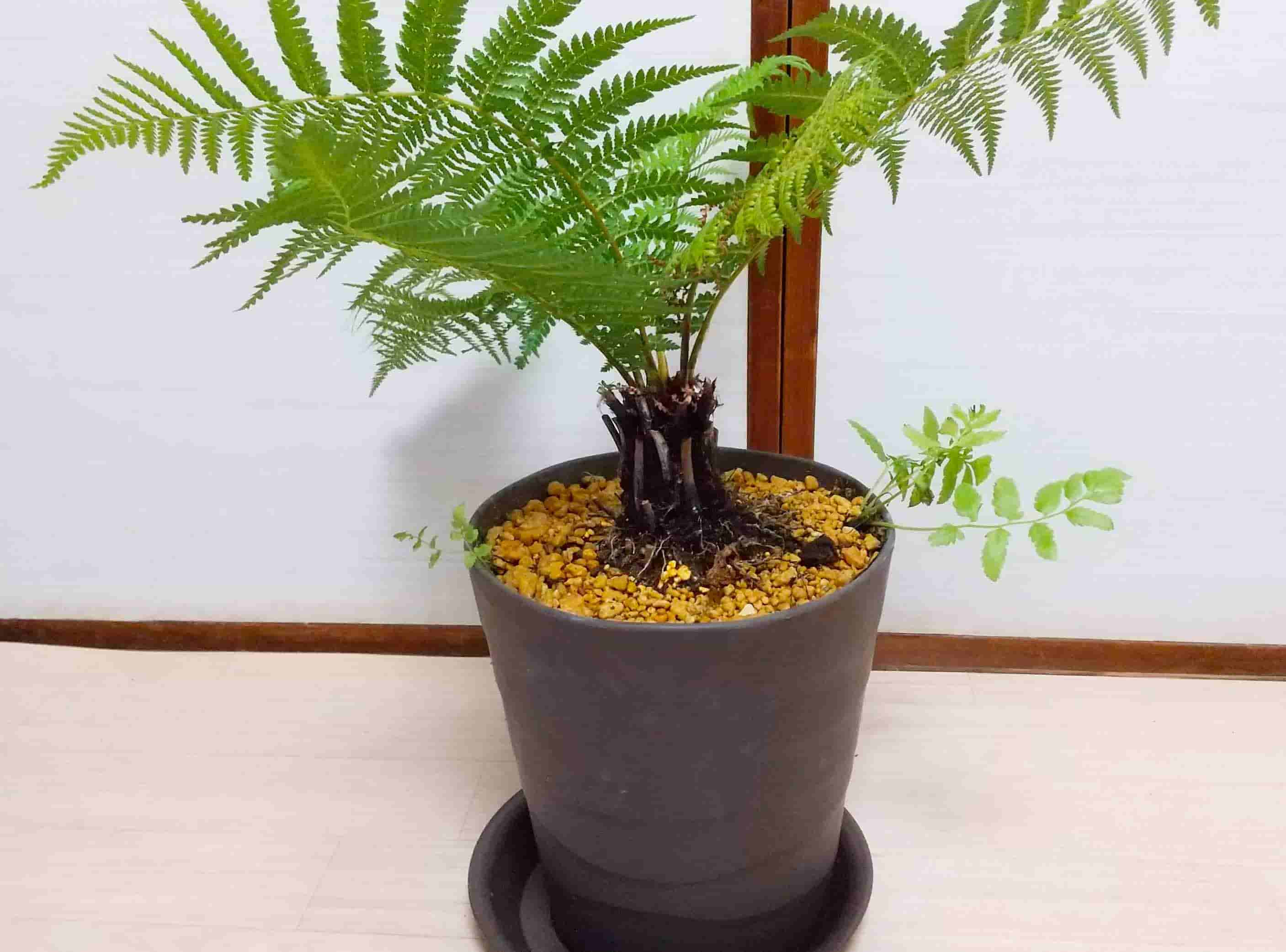 ディクソニア アンタルクティカ 4 - 植物/観葉植物