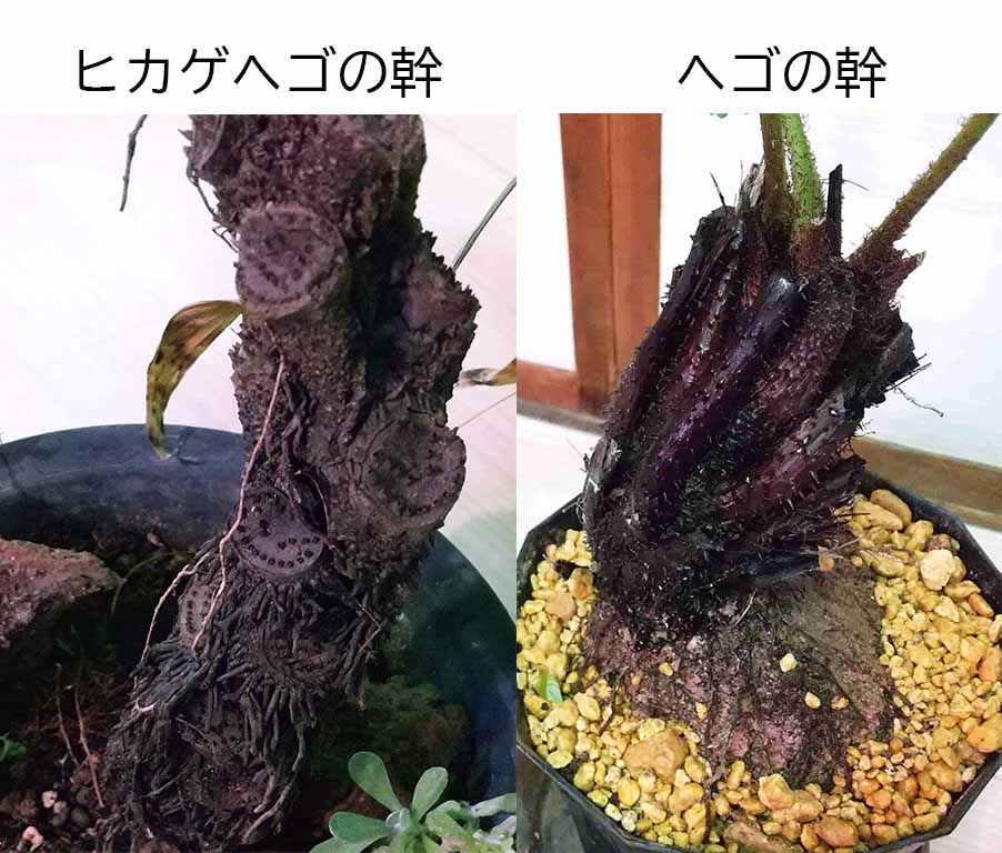 ヒカゲヘゴ 木生シダの育て方 かめとしだ