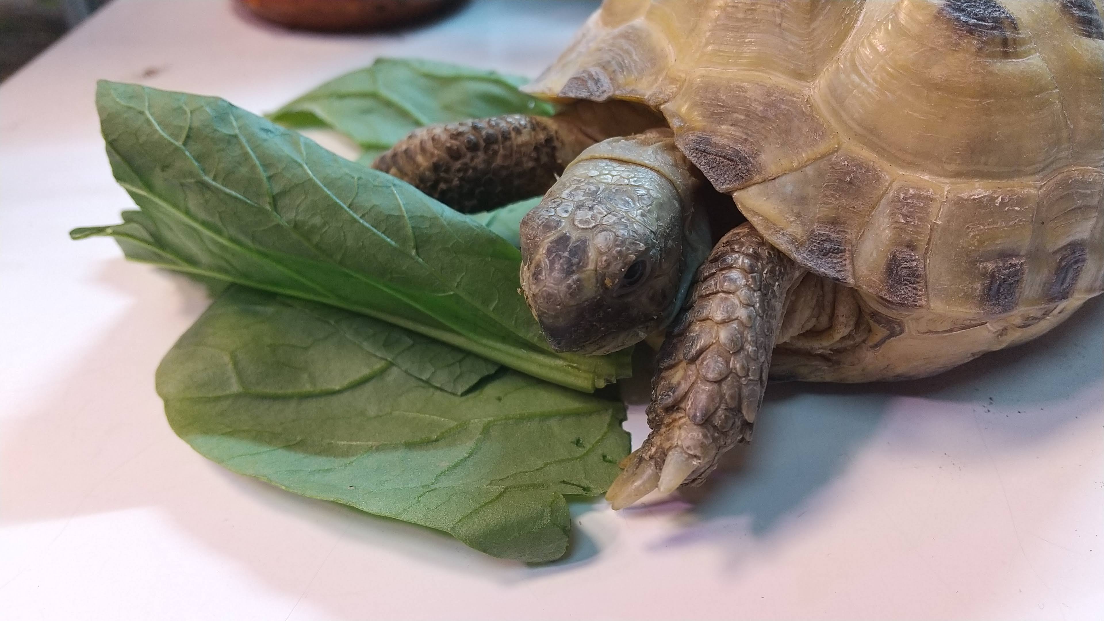 野菜を食べるリクガメ