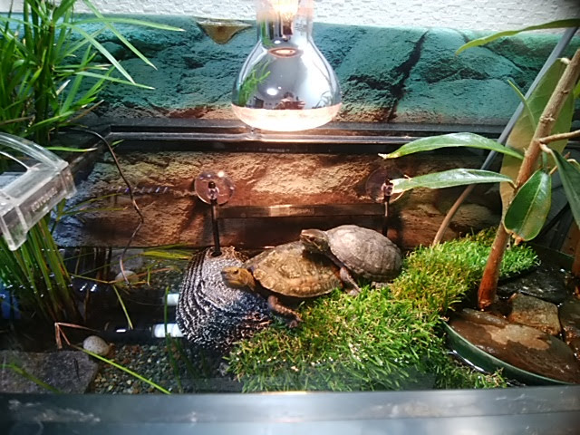 ミシシッピニオイガメ飼育環境一式