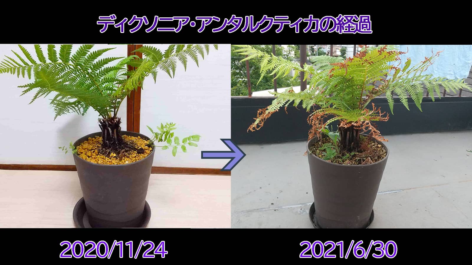 でおすすめアイテム。 ディクソニアアンタルクティカ2頭 観葉植物