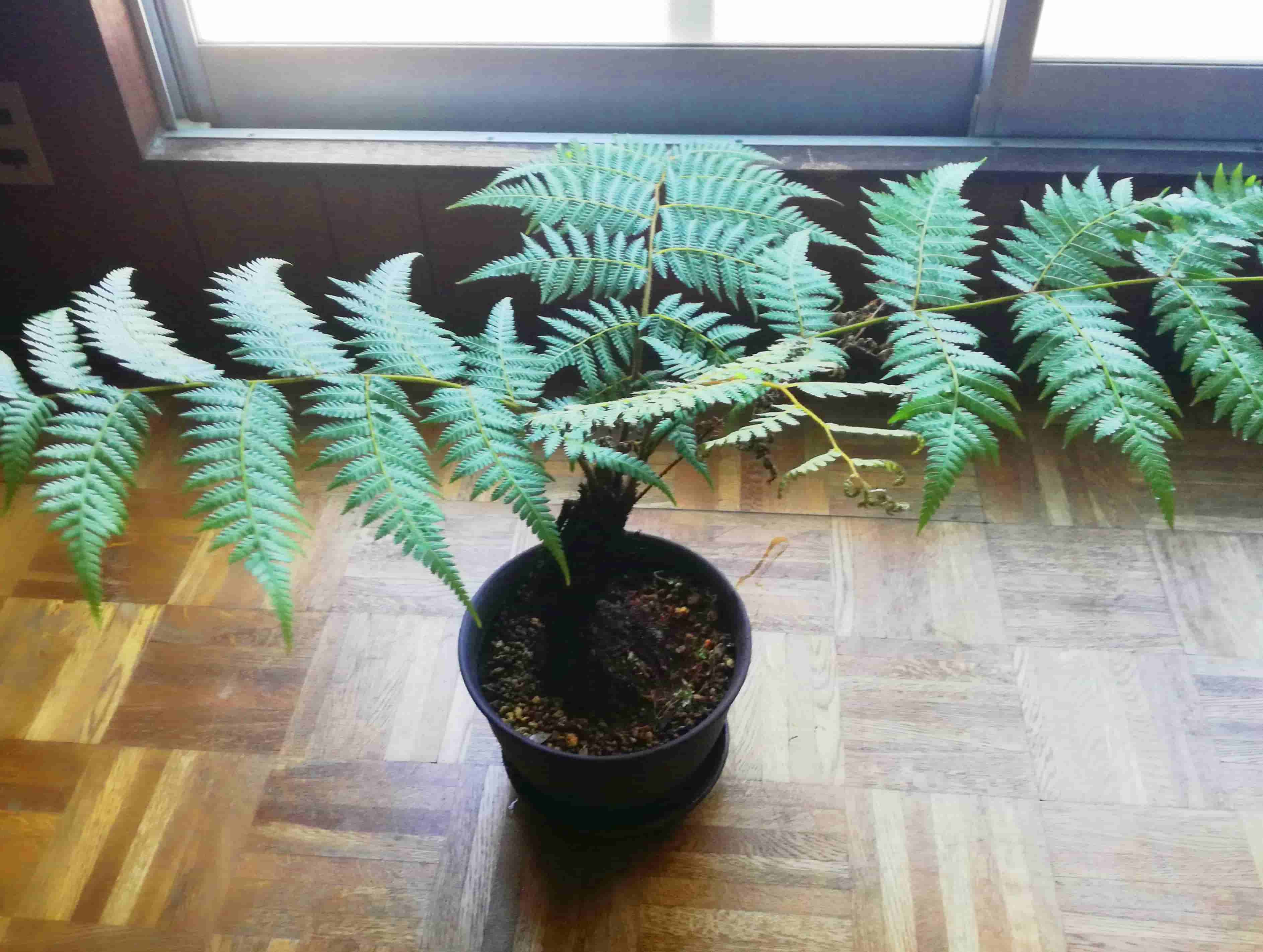 観葉植物 シダ ヒカゲヘゴ ヘゴの木 シダ苗 苔玉 ヘゴの木 中苗 観葉植物 シダ ヒカゲヘゴ ヘゴの木 シダ苗 苔玉 ヘゴの木 中苗