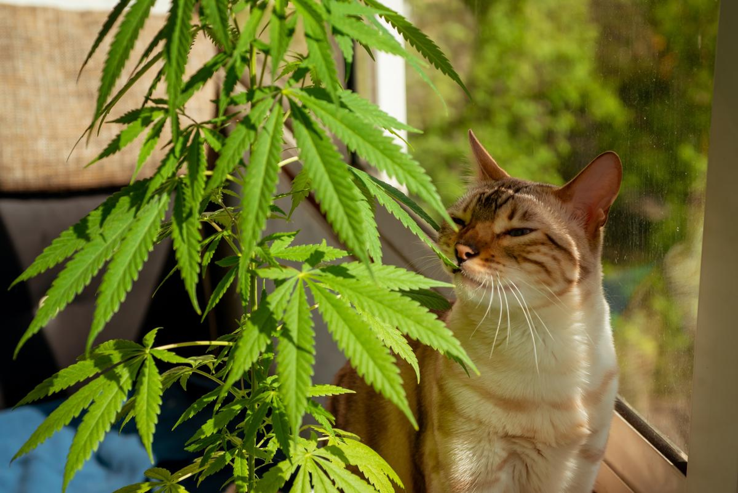 CBD Gatos