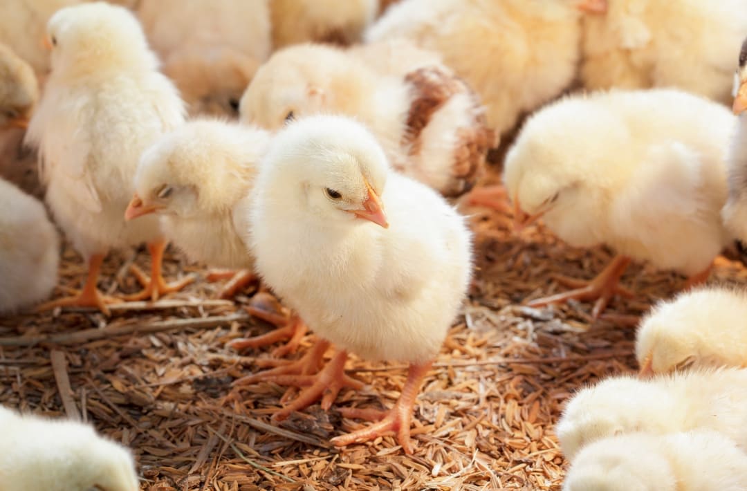 Persiland – partenerul tău de incredere pentru sănătatea și creșterea animalelor și a culturilor Persiland – partenerul tău de incredere pentru sănătatea și creșterea animalelor și a culturilor