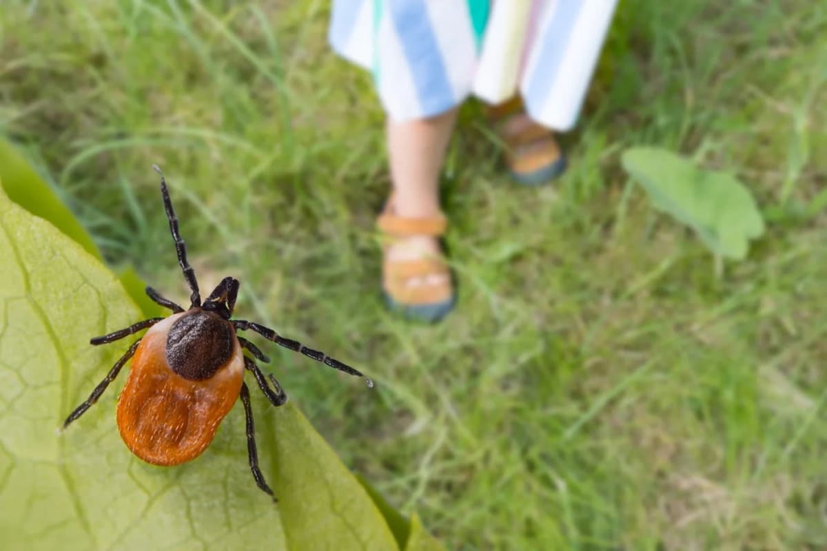 Paraziți mici de căpușă pe piele, în vegetație deasă Paraziți mici de căpușă pe piele, în vegetație deasă