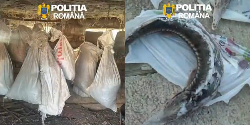 Polițiști brăileni descind la braconieri de pește în Brăila