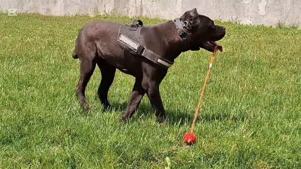 Câine Cane Corso în pregătire pentru misiuni speciale în Tulcea