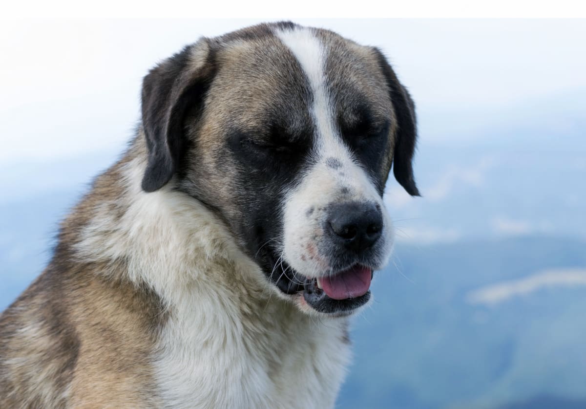 Câine legat cu ham și zgardă, în curte