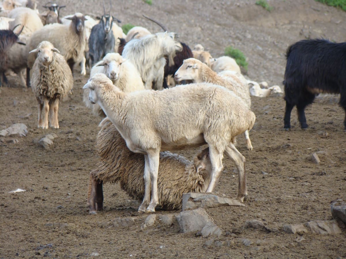 Medici veterinari verificând ovine în exploatație