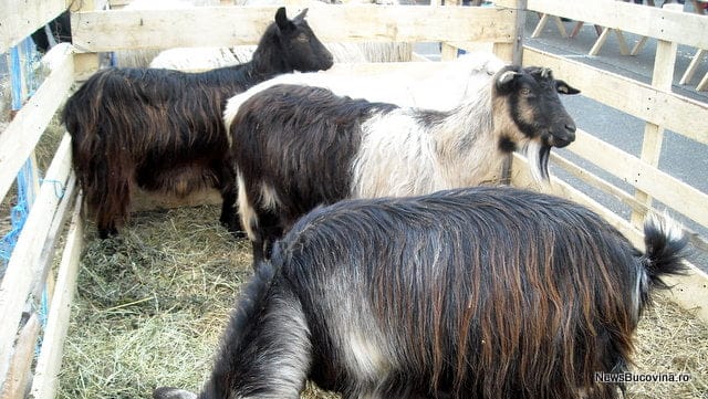 Întâlnire DSVSA cu crescători de ovine și caprine